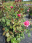 Preview: Edelrose Elbflorenz2